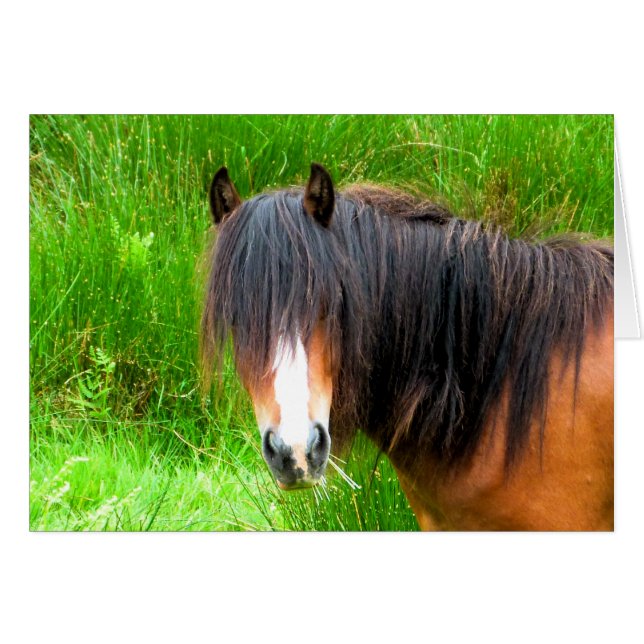 CARTÃO DE CAVALOS (Frente Horizontal)