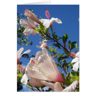 Cartão de Cena Hibiscus