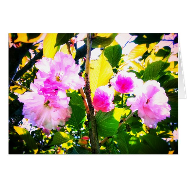 CARTÃO DE CINCO FLORES DE CEREJEIRA (Frente horizontal)