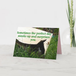 Cartão de Citação do Gato Tuxedo se Escondendo em