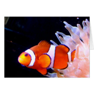 Cartão de Clownfish