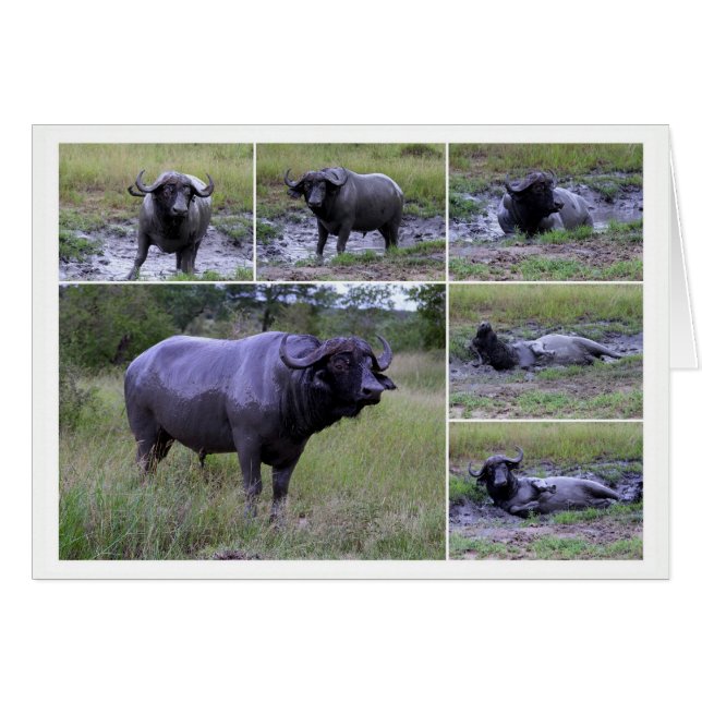 Cartão de Colagem de Banho de Bata de Cabo Buffalo (Frente Horizontal)