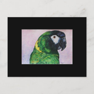 Cartão de Comercialização de Arte ACEO para Macaw 