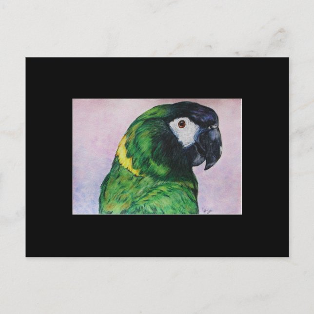 Cartão de Comercialização de Arte ACEO para Macaw  (Frente)