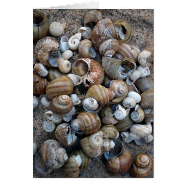 Cartão de conchas de lago (Frente)