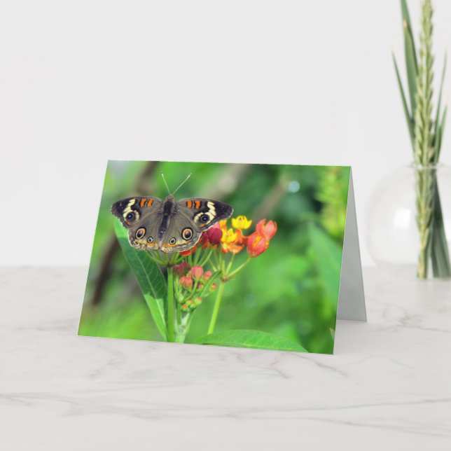 Cartão de condolências (Common Buckeye 2470) (Frente)