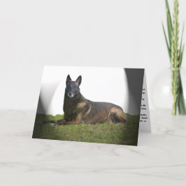 Cartão de condolências Malinois belga