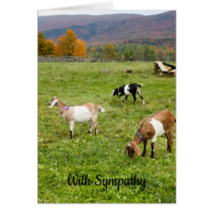 Cartão de condolências Vermont Goats