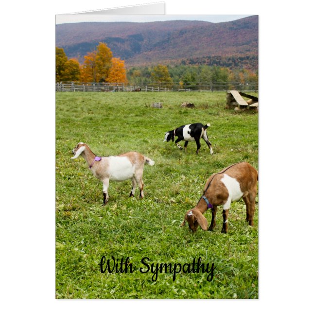 Cartão de condolências Vermont Goats (Frente)