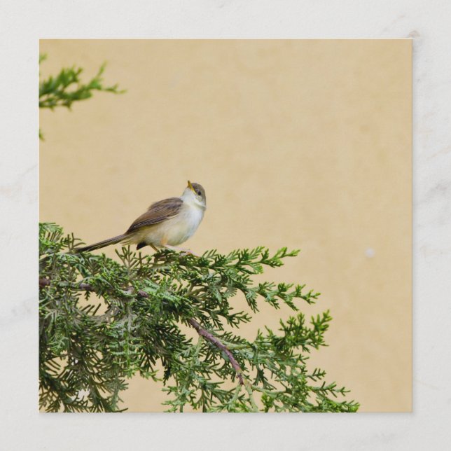 Cartão De Conselho Sparrow (Frente)