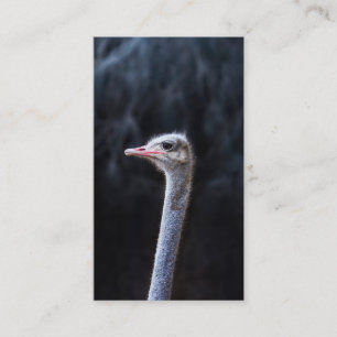 Cartão De Contato Fotografia de Avestruz