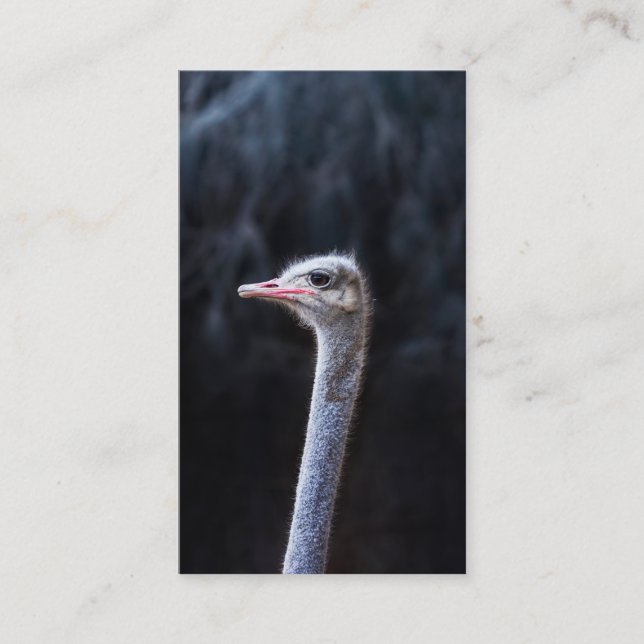 Cartão De Contato Fotografia de Avestruz (Frente)