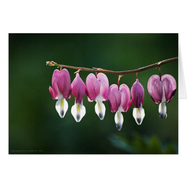 Cartão de Corações de Densidade (Frente horizontal)