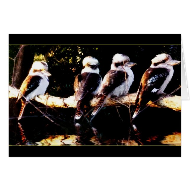 Cartão de Coro de Aves Kookaburra (Frente Horizontal)