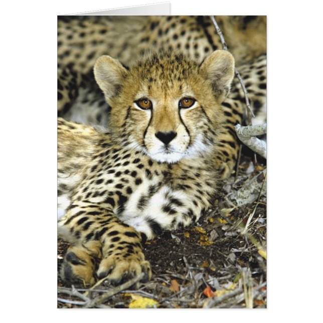 Cartão de Cub 2 da chita (Frente)