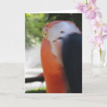 Cartão de Cumprimentos Divertido de Flamingo para