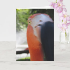 Cartão de Cumprimentos Divertido de Flamingo para