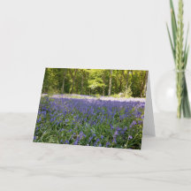 Cartão de Cumprimentos Dobrado Bluebell Wood