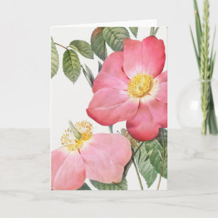Cartão de Cumprimentos Rosa Vermelha Pink Pierre-J