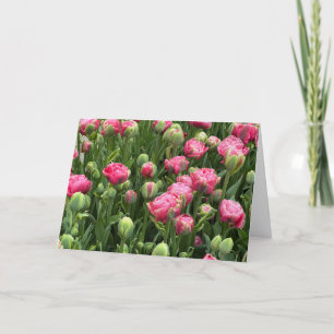 Cartão de Cumprimentos Tulipas aos Montões em Bran