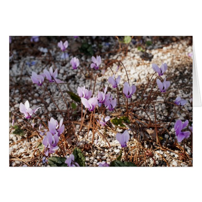 Cartão de Cyclamen (Frente Horizontal)