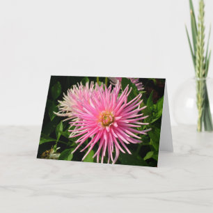 Cartão de Dahlias Rosa