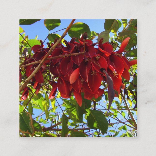 cartão de depósito de folhas vermelho (Frente)