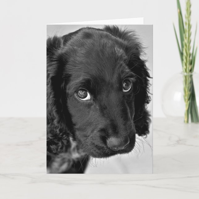 Cartão de Desculpe (Frente)