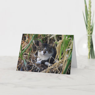 Cartão de Desejo de Aniversário do gatinho
