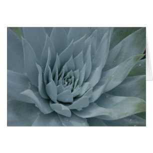 Cartão de Dudleya