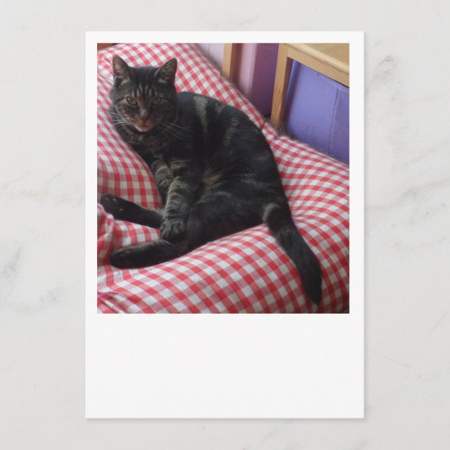 Cartão de Enclosure do Dave Fofo (Frente)