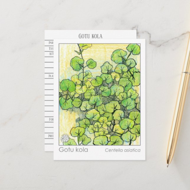 Cartão de Estudo de Plantas Herbáceas Medicinais G (Frente/Verso In Situ)