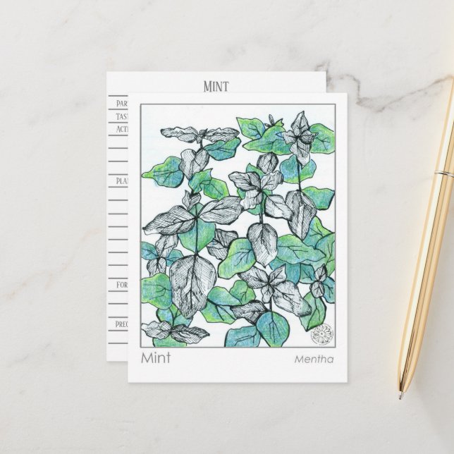 Cartão de Estudo de Plantas Herbais de Mint Tea (Frente/Verso In Situ)