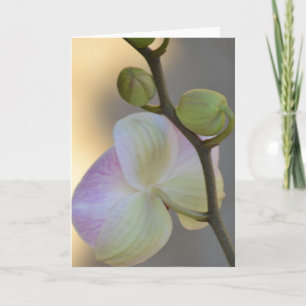 Cartão de Expressão Orquídea Rosa