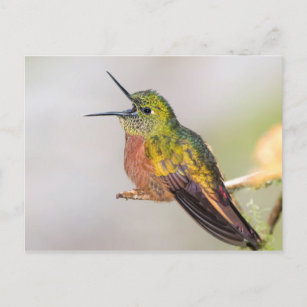 Cartão de fala do colibri