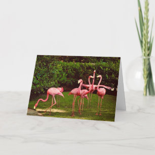 Cartão de Felicitações de Aniversário do Flamingo