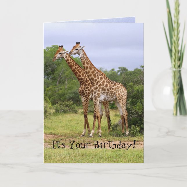 Cartão de Feliz Aniversário para Girafas (Frente)