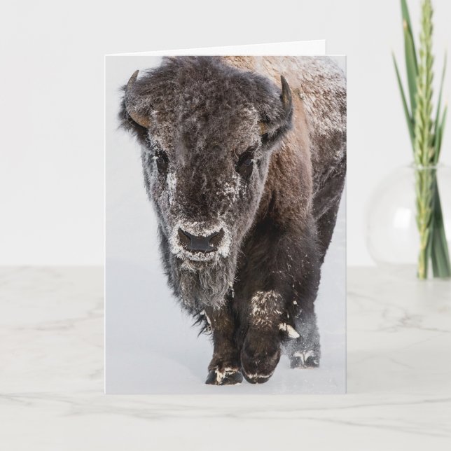 Cartão de Feriado "Deep Freeze" (Frente)