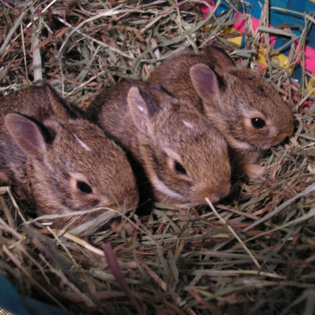 Cartão de Feriado "Três em Linha" (Criador carregado)