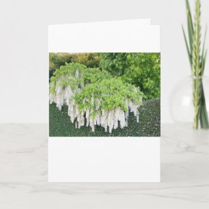 Cartão de Férias Ano Novo / BeautylWhite Wisteria