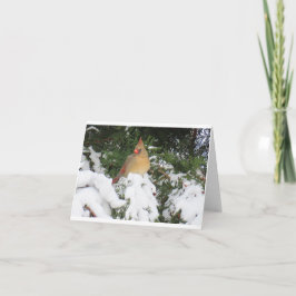 Cartão de Férias com Cardeal