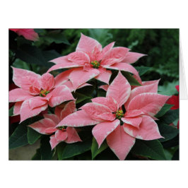 Cartão de Férias Poinsettia Rosa