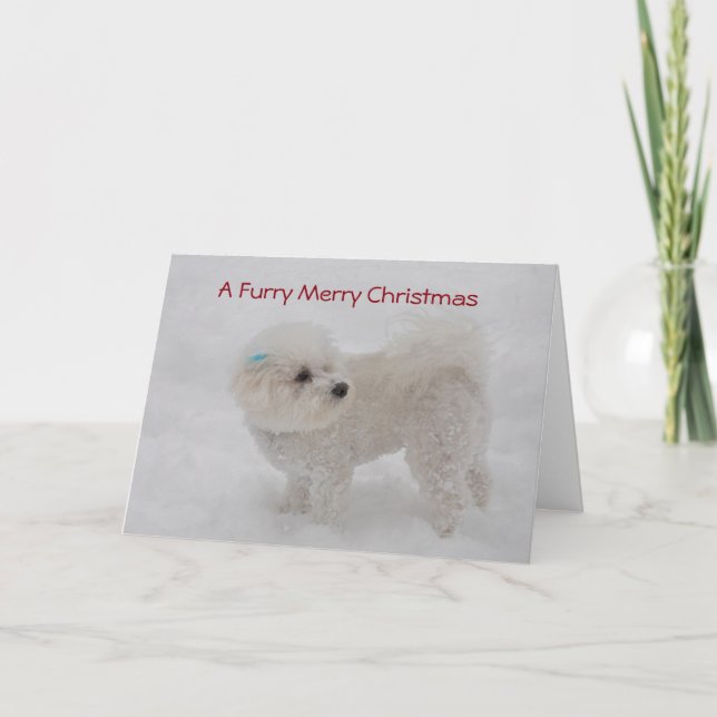 Cartão De Festividades "A Furry Merry Christmas" Bichon Card (Frente)