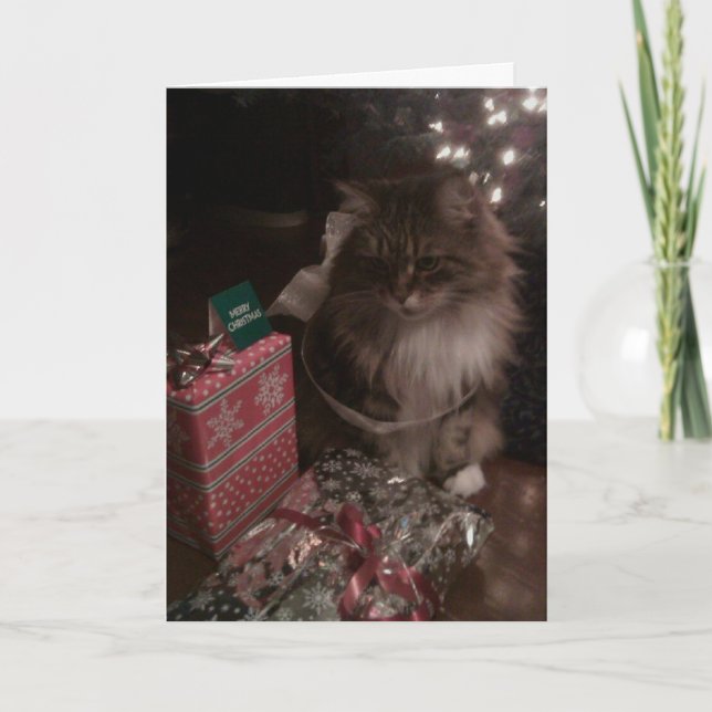 Cartão De Festividades A Maine Coon Christmas (Frente)