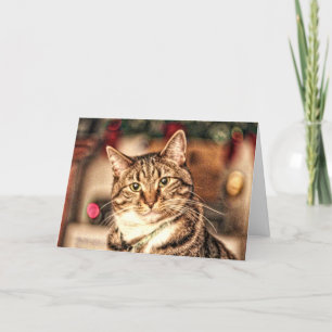 Cartão De Festividades A Merry Little Christmas Kitty Card