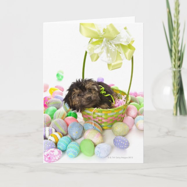 Cartão De Festividades A Yorkie-poo puppy encountering an Easter basket (Frente)