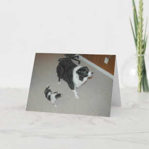 Cartão De Festividades Abby & Ava~Amazing & Collies de beira