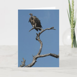 Cartão De Festividades Abutre de Natal