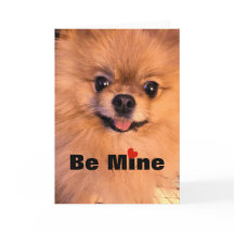 Adorable Cute Dog Pomeranian Sweetheart Valentine