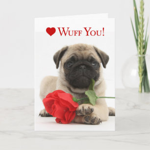Cartão De Festividades Adorable Pug Puppy Valentine with a Red Rose